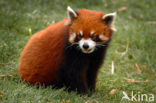 Kleine panda (Ailurus fulgens) 