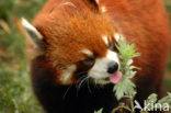 Kleine panda (Ailurus fulgens) 