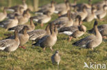 Kleine Rietgans (Anser brachyrhynchus)