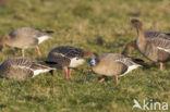 Kleine Rietgans (Anser brachyrhynchus)