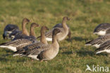 Kleine Rietgans (Anser brachyrhynchus)