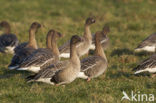 Kleine Rietgans (Anser brachyrhynchus)