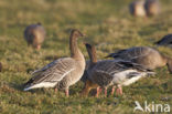 Kleine Rietgans (Anser brachyrhynchus)