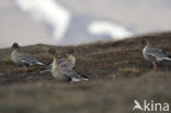 Kleine Rietgans (Anser brachyrhynchus)