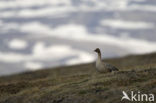 Pink-footed Goose (Anser brachyrhynchus)