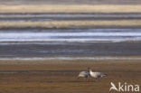 Pink-footed Goose (Anser brachyrhynchus)