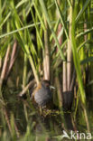 Baillon’s Crake (Porzana pusilla)