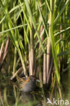 Baillon’s Crake (Porzana pusilla)