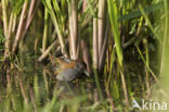 Kleinst Waterhoen (Porzana pusilla) 