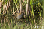 Kleinst Waterhoen (Porzana pusilla) 