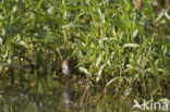 Kleinst Waterhoen (Porzana pusilla) 