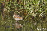 Kleinst Waterhoen (Porzana pusilla) 