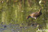 Kleinst Waterhoen (Porzana pusilla) 