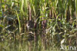 Kleinst Waterhoen (Porzana pusilla) 