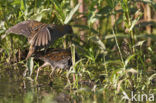 Baillon’s Crake (Porzana pusilla)