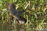 Kleinst Waterhoen (Porzana pusilla) 