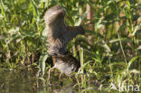 Kleinst Waterhoen (Porzana pusilla) 