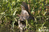 Kleinst Waterhoen (Porzana pusilla) 