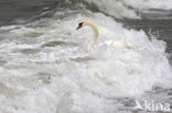 Mute Swan (Cygnus olor)