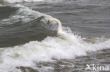 Mute Swan (Cygnus olor)