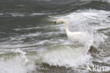 Mute Swan (Cygnus olor)