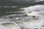 Knobbelzwaan (Cygnus olor)