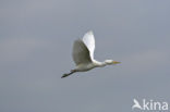 Koereiger (Bubulcus ibis)