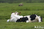 Cattle Egret (Bubulcus ibis)