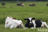 Cattle Egret (Bubulcus ibis)