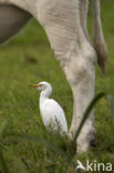 Koereiger (Bubulcus ibis)