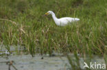 Cattle Egret (Bubulcus ibis)