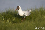 Black-headed Gull (Larus ridibundus)