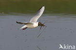 Black-headed Gull (Larus ridibundus)