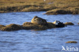 King Eider (Somateria spectabilis)