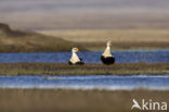 King Eider (Somateria spectabilis)