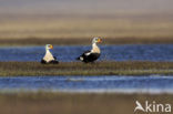 King Eider (Somateria spectabilis)