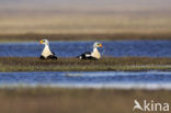 King Eider (Somateria spectabilis)