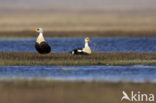 King Eider (Somateria spectabilis)