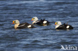 King Eider (Somateria spectabilis)