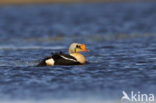 King Eider (Somateria spectabilis)