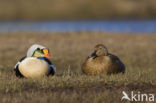 King Eider (Somateria spectabilis)