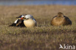 King Eider (Somateria spectabilis)