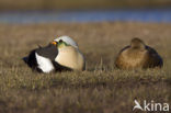 King Eider (Somateria spectabilis)