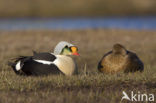 King Eider (Somateria spectabilis)