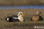 King Eider (Somateria spectabilis)