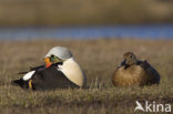 King Eider (Somateria spectabilis)