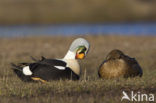 King Eider (Somateria spectabilis)
