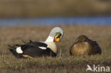 King Eider (Somateria spectabilis)