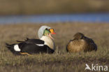 King Eider (Somateria spectabilis)