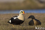 King Eider (Somateria spectabilis)